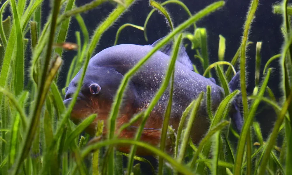 1578496270piranha2382115_960_720 copiar