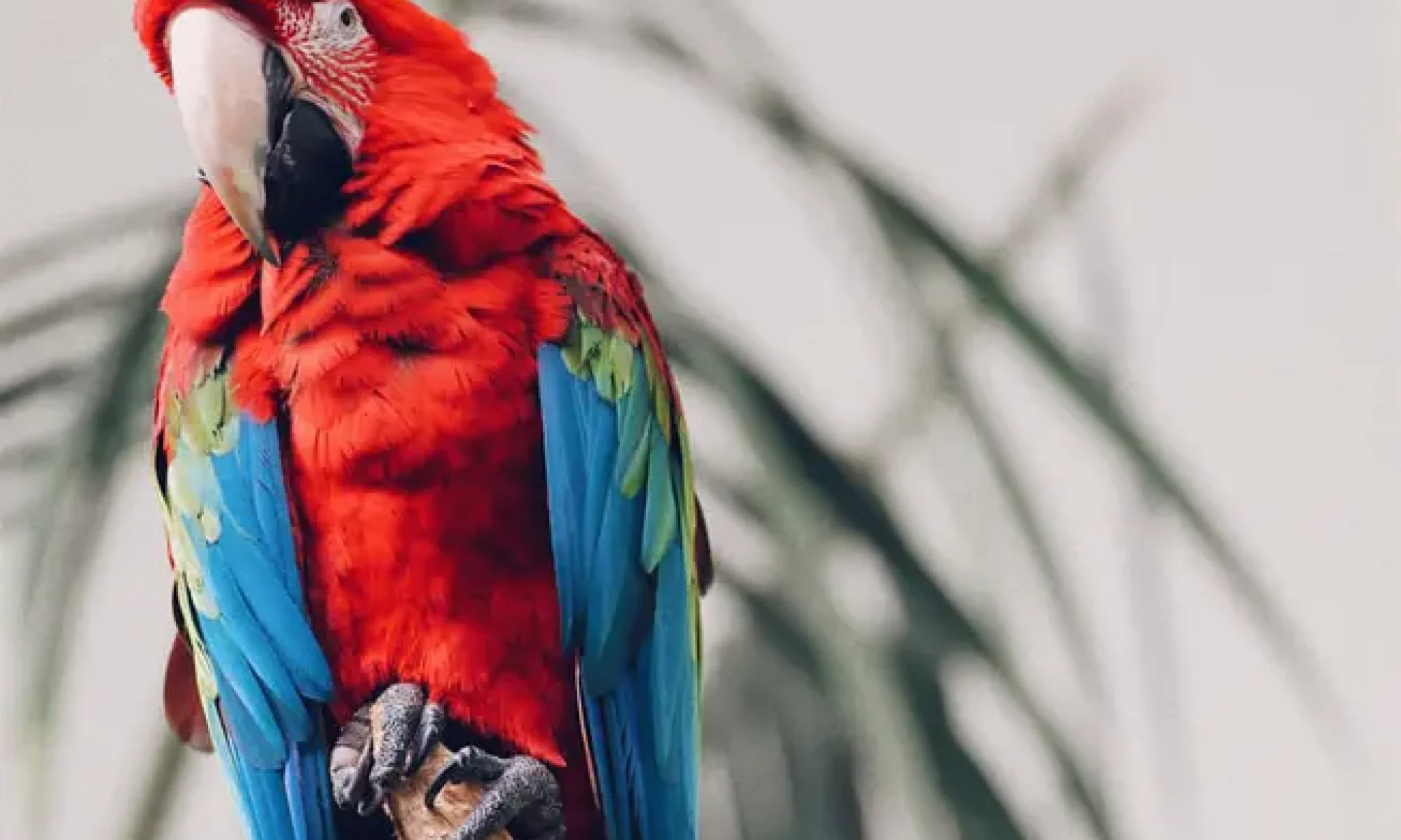 1578496602tropicalbird copiar