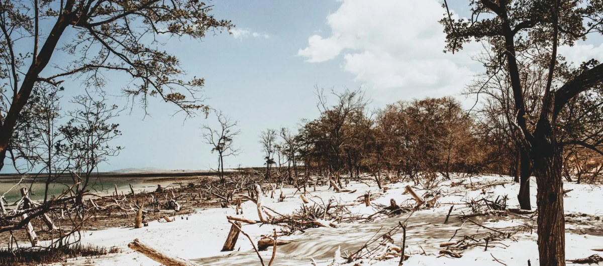 16015526291598200389Jeri4 copiar